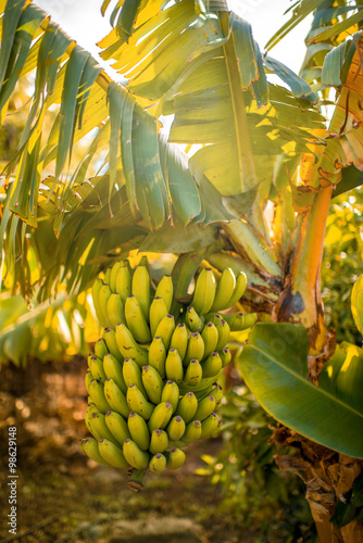 Branch with banans photo