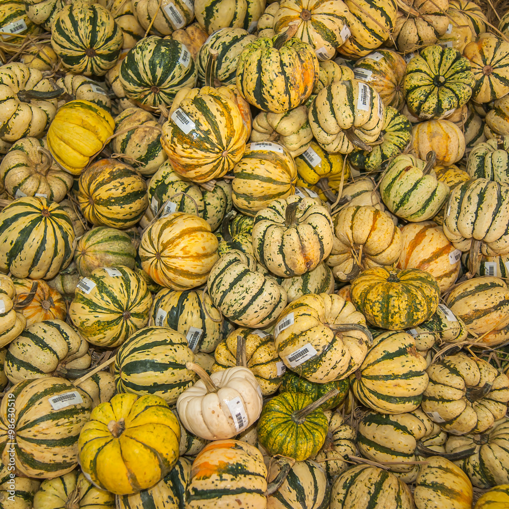 Pumpkins in pumpkin patch waiting to sold at the market