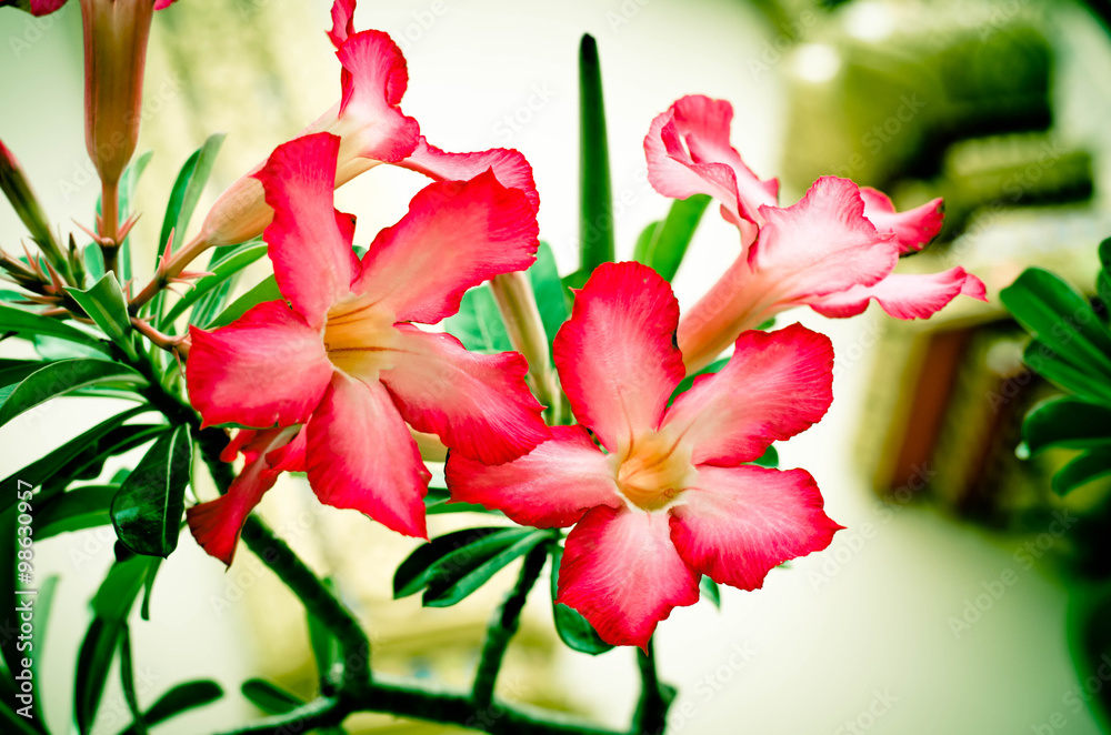 Fototapeta premium Red frangipani tropical flowers from tree soft focus tone vintag