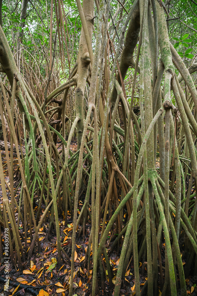 Obraz premium Wild tropical forest, mangrove trees in water
