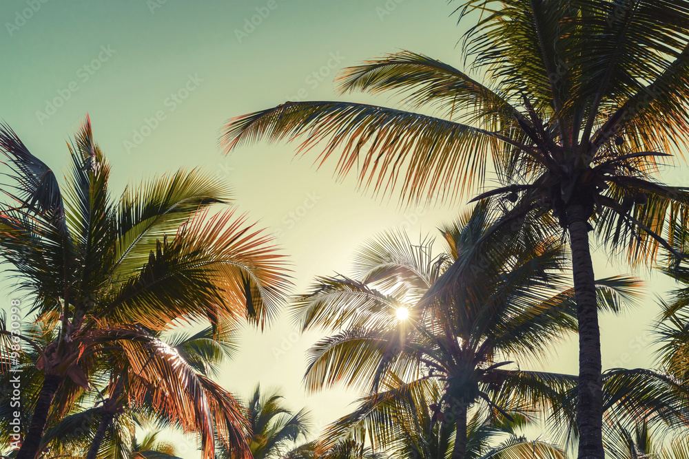 Fototapeta premium Palmy kokosowe i słońce. Vintage stylizowany