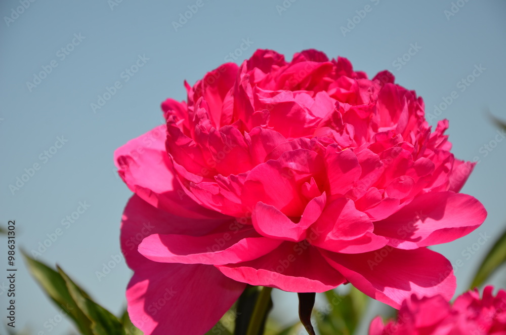 Beautiful pink peony in the garden Beautiful pink peony in the garden