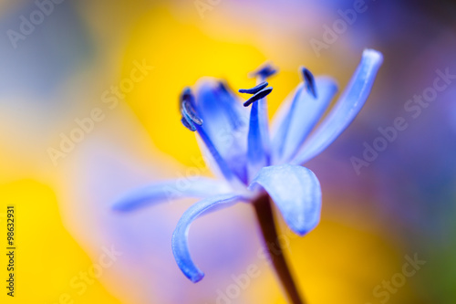 Blue spring flower