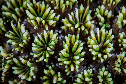 Galaxea Coral Polyps