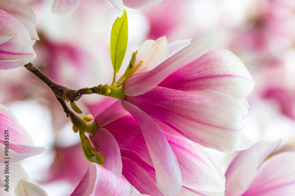 Detailed shot of a magnolia flower