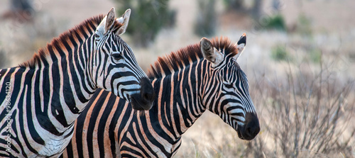 Zebras in Tsavo East National Park, Kenya photo