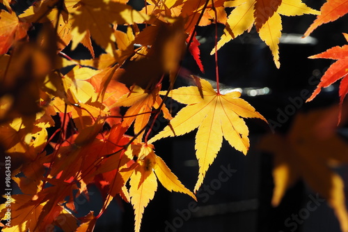 Momiji in Japan