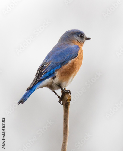 Male Eastern Bluebird © Melinda Fawver