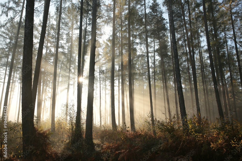 Coniferous forest on a foggy autumn morning