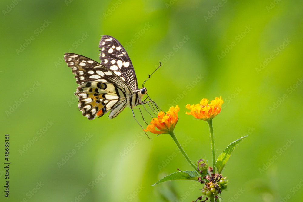 Butterfly on a flower