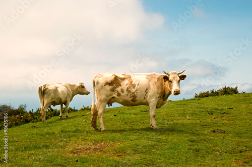Коровы на горном плато.