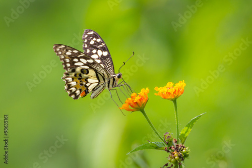 Butterfly on a flower © shoddy688