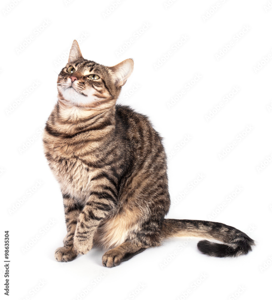 Portrait of green eyed cat isolated on white background