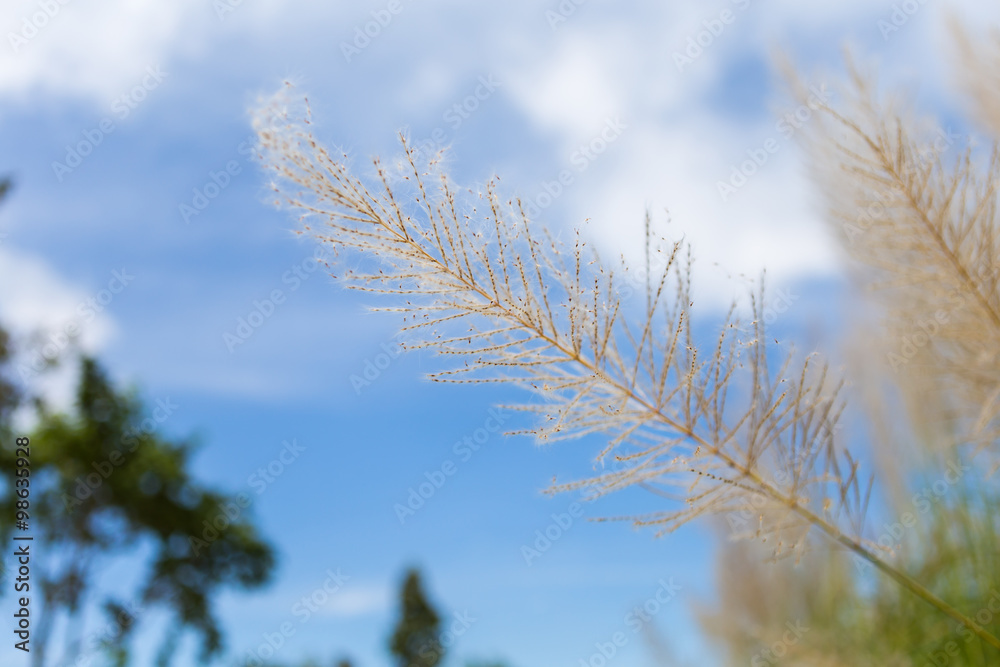 Flower of grass growing up near the road Flower of grass growing up near the road