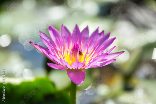 purple water lilly selective focus shallow DOF