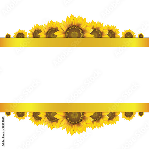Yellow sunflowers on white background