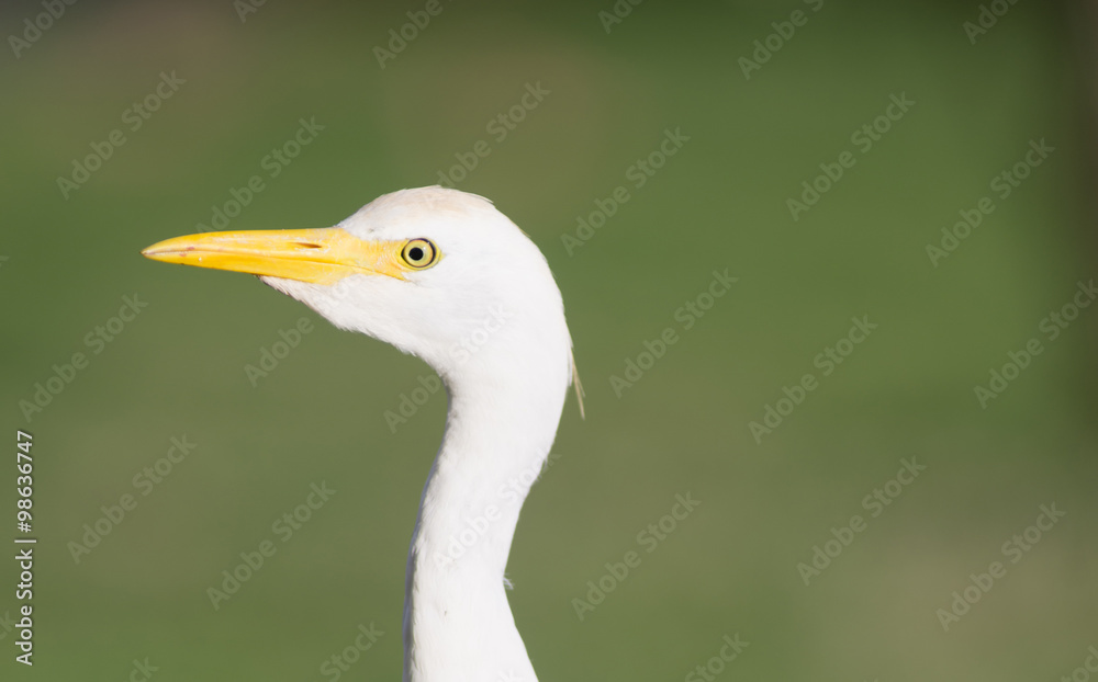 Wild Bird Cattle Egret Oahu Hawaii Native Animal Wildlife Wild Bird Cattle Egret Oahu Hawaii Native Animal Wildlife