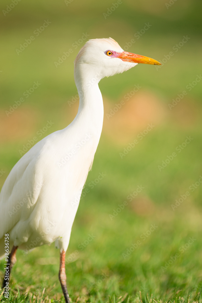 Wild Bird Cattle Egret Oahu Hawaii Native Animal Wildlife Wild Bird Cattle Egret Oahu Hawaii Native Animal Wildlife