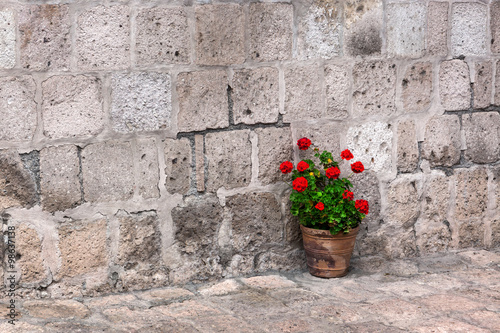 Fototapeta Naklejka Na Ścianę i Meble -  pot of geraniums