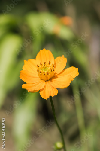 Beautiful single yellow flower sulfur cosmos