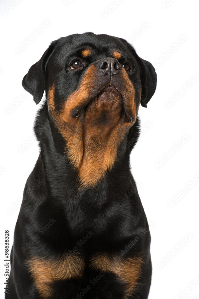 Obraz premium Rottweiler