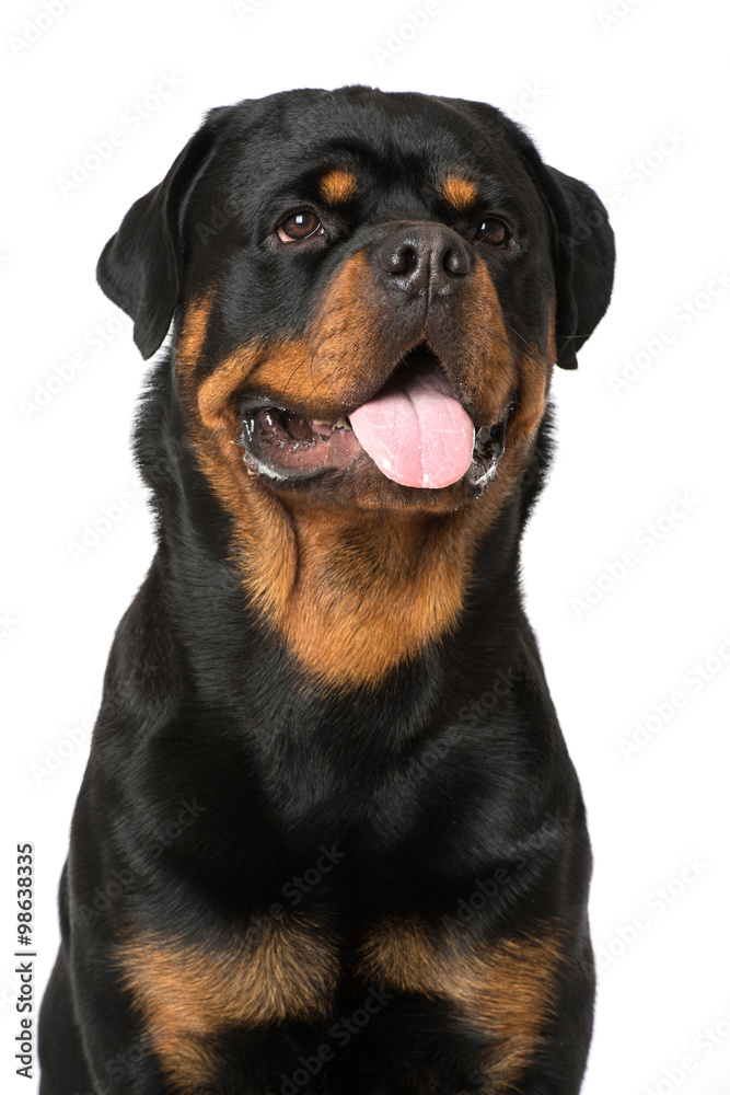 Rottweiler