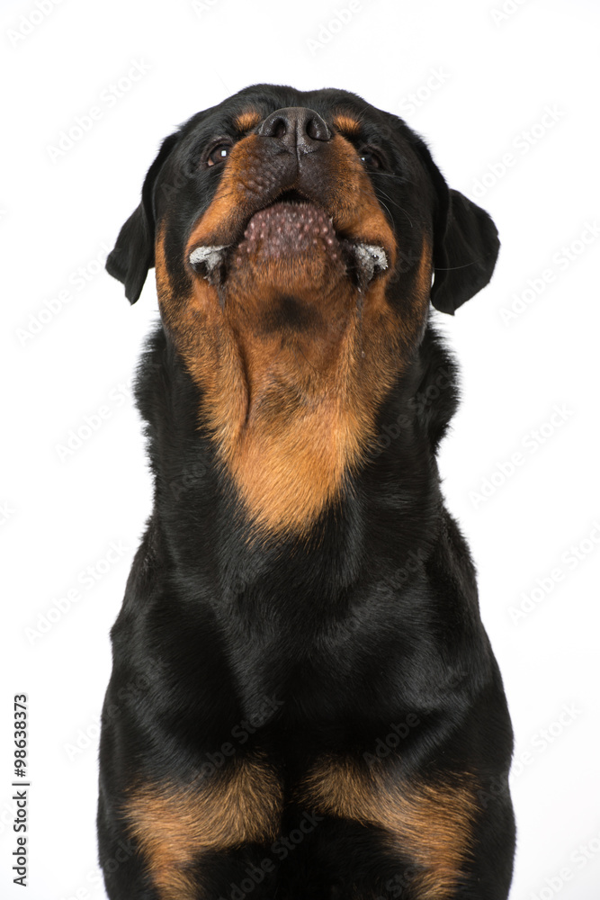 Obraz premium Bellender Rottweiler