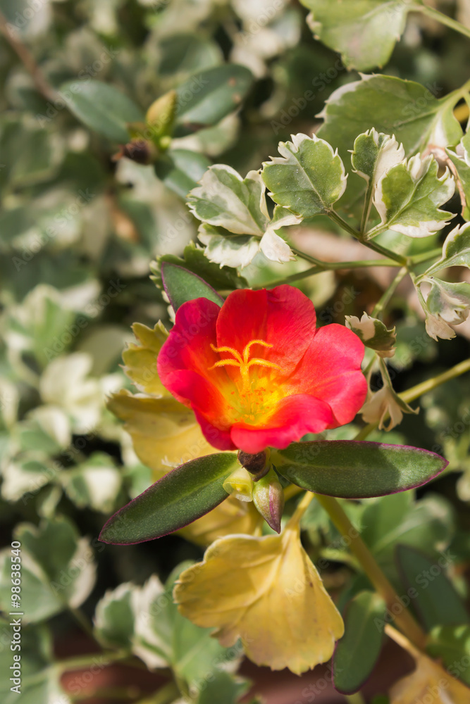 Lovely mini red and yellow flower moss rose