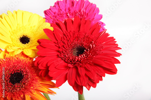 gerbera flower in isolated white background