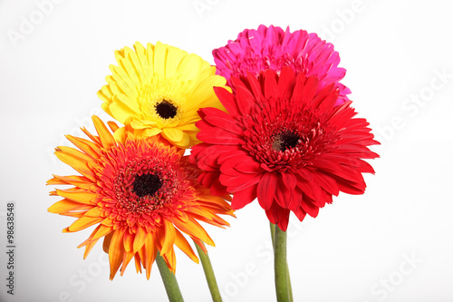 gerbera flower in isolated white background