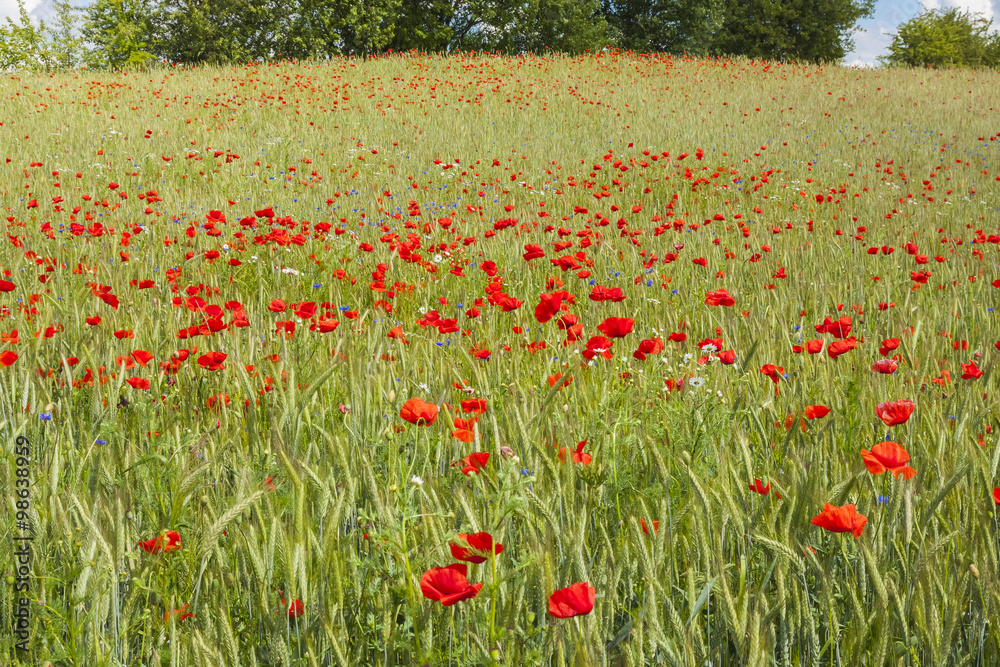  Rural landscape with poppies.
