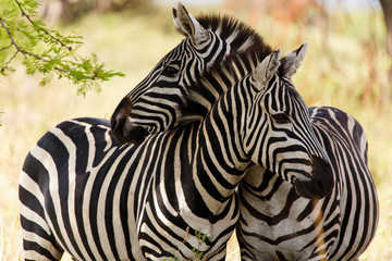 Fototapete Zebra Zebras am Wasserloch in Savanne  © Nadine Haase