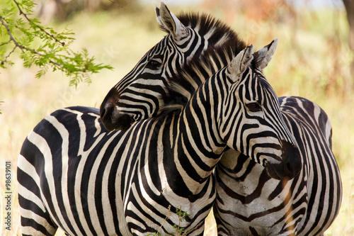 Photo Zebras