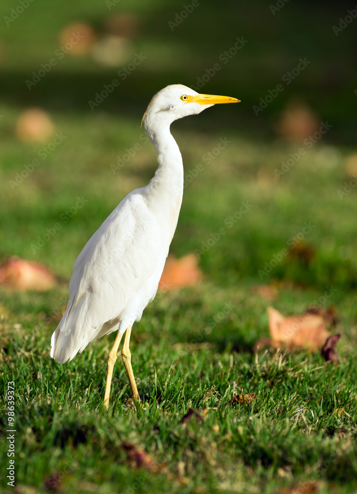 Wild Bird Cattle Egret Oahu Hawaii Native Animal Wildlife Wild Bird Cattle Egret Oahu Hawaii Native Animal Wildlife