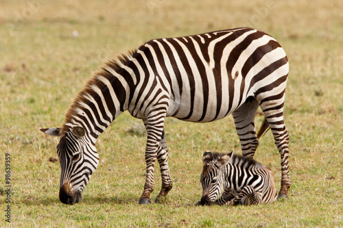 Zebrafohlen