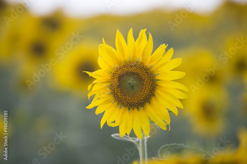 The sunflower in nakhonratsima. photo