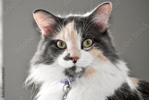 Pretty cat