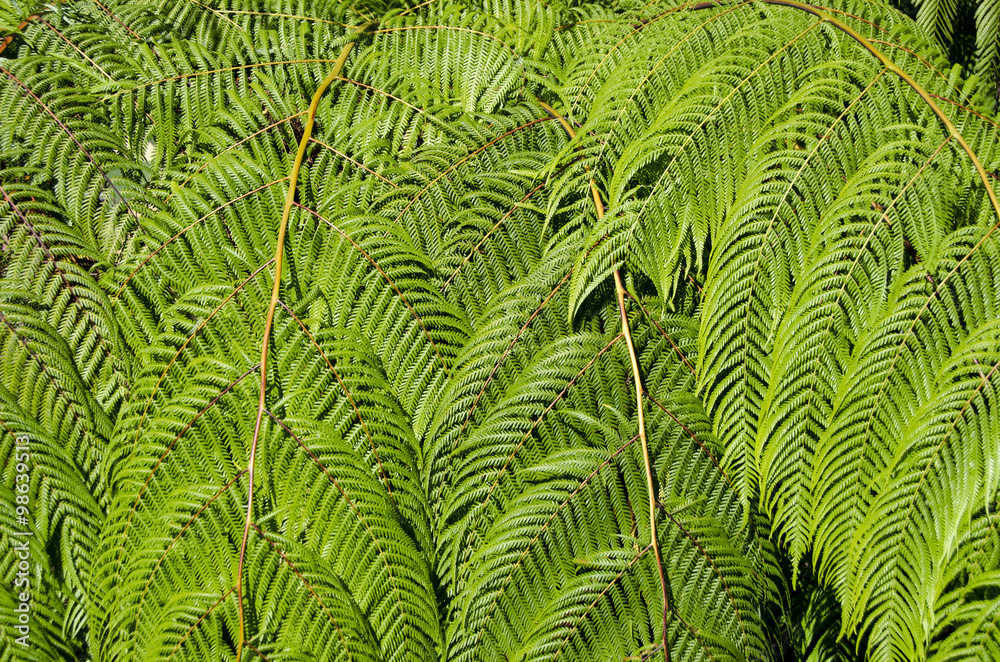 Sunlit tree fern leaves nature background