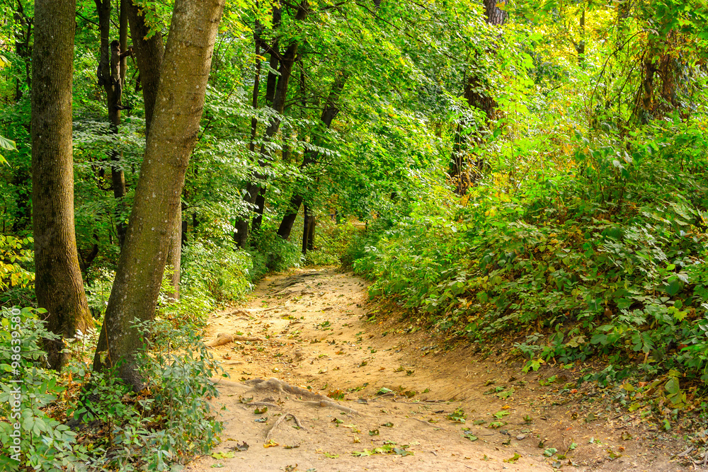 Obraz premium Park trail