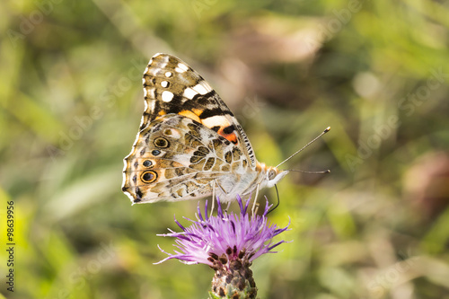 Vanessa cardui, Painted Lady butterfly from Lower Saxony, Germany, Europe