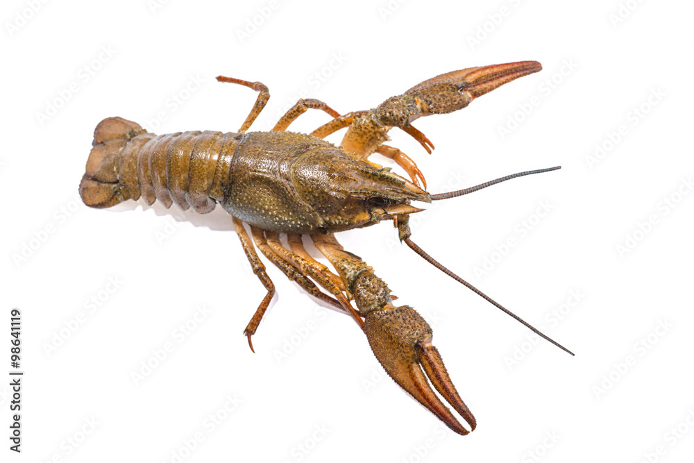 Crayfish isolated on the white background Crayfish isolated on the white background
