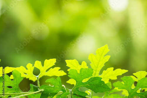 Bitter gourd green leave