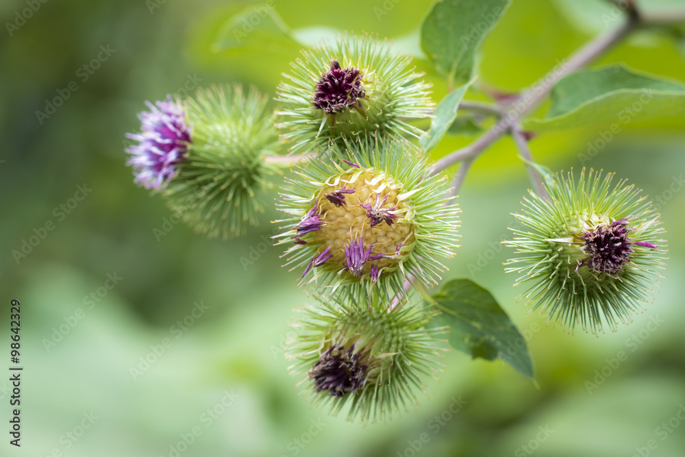Arctium lappa or greater burdock flower Arctium lappa or greater burdock flower