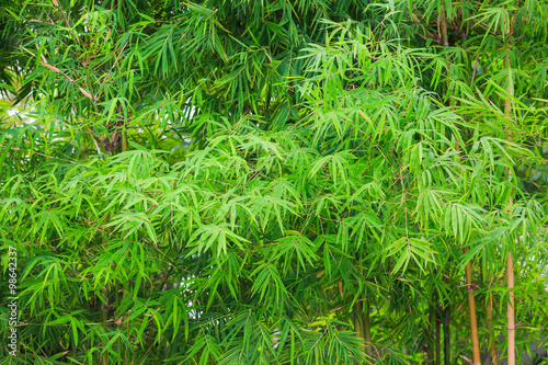 bamboo leaves