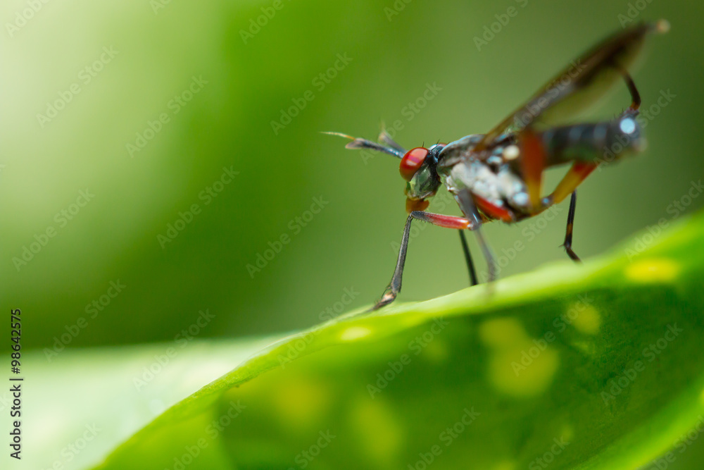 Naklejka premium Bug