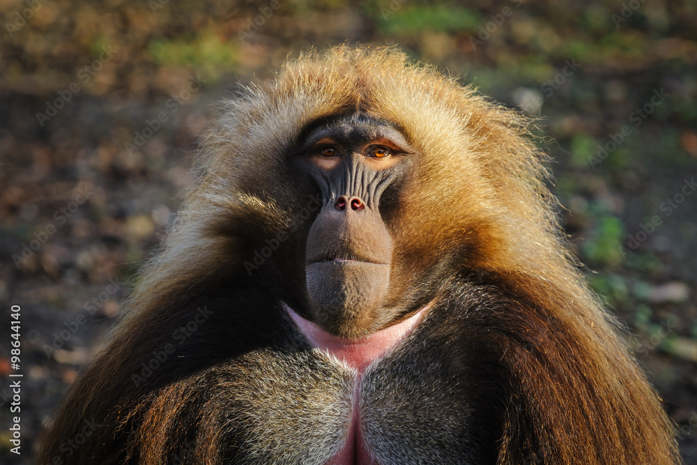 Fototapeta premium Portrait of an adult male gelada baboon at the zoo, Germany