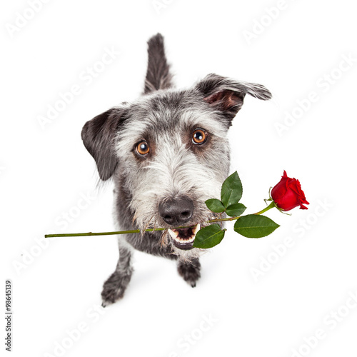 Happy Dog Carrying Red Rose