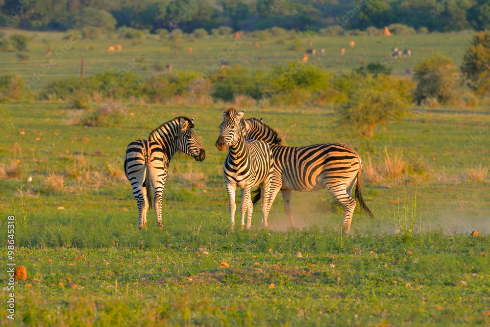 Naklejka premium bataille de zèbres pour un territoire