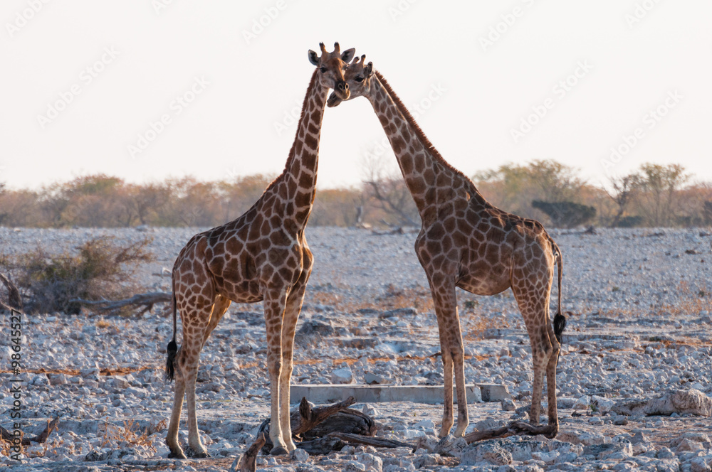 Obraz premium Giraffenpaar am Wasserloch Okaukuejo; Etosha; Namibia