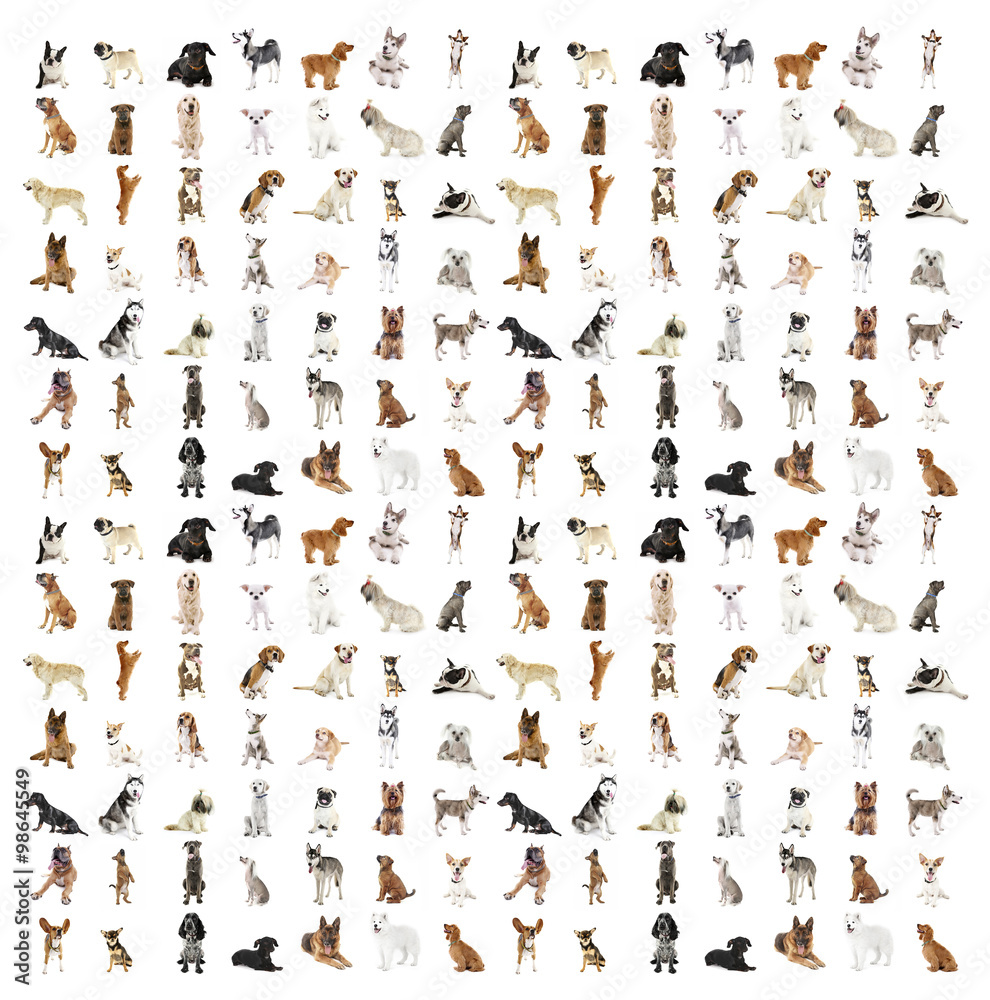 Large group of dog breeds, isolated on white Large group of dog breeds, isolated on white